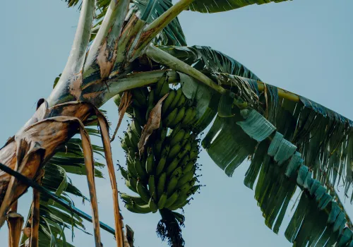 Op bezoek bij de BriBri Indianen