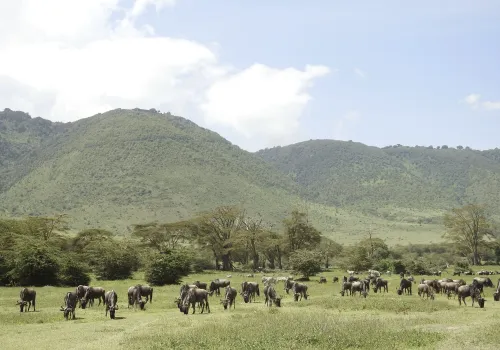Ngorongoro Crater Tour