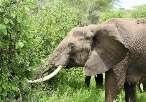 Tarangire Nationaal Park