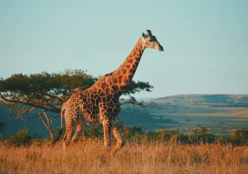 Vrije dag Kruger NP Area
