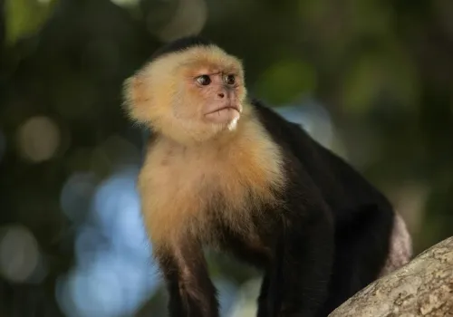 Puerto Viejo de Talamanca