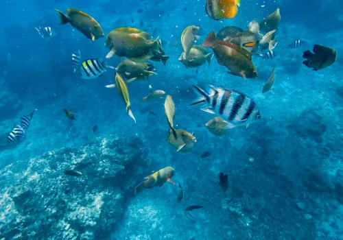 Snorkeltour bij de Gili eilanden