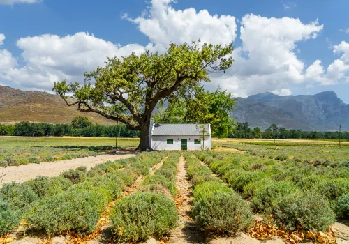 Wijnvelden in Franschhoek