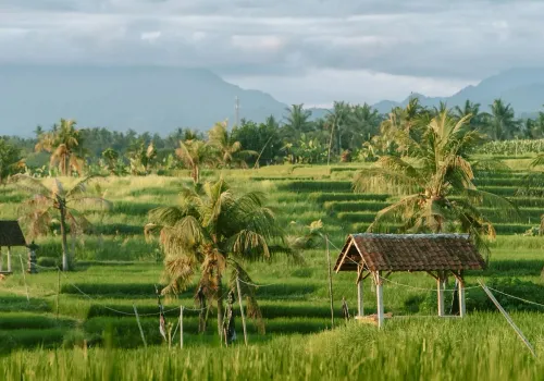 Rijstvelden van Belimbing en watervallen
