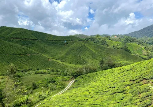 Cameron Highlands