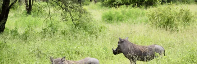 Is Tanzania de moeite waard?