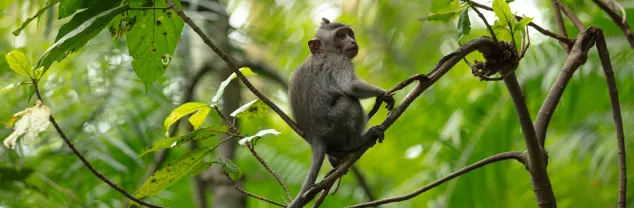 Reisvaccinaties Bali