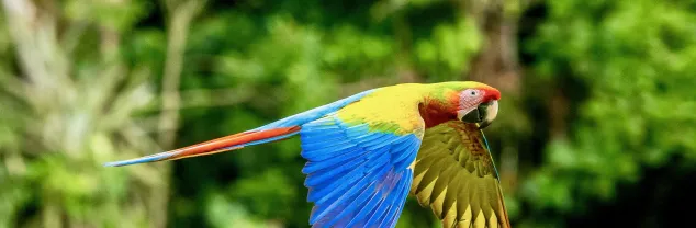 Familiereizen Costa Rica