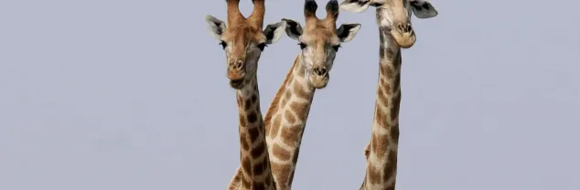Hoe is de situatie in Zuid-Afrika?