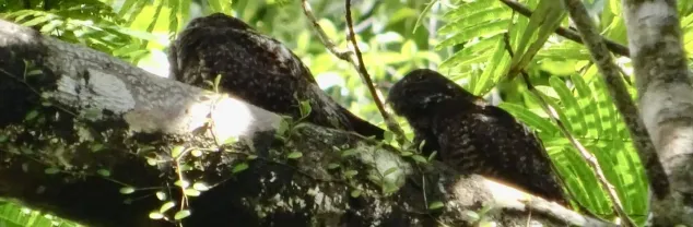 Temperatuur en klimaat Costa Rica