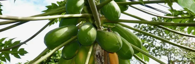 Kosten en prijzen Costa Rica