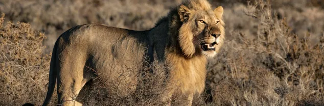 Lokale gebruiken Zuid-Afrika