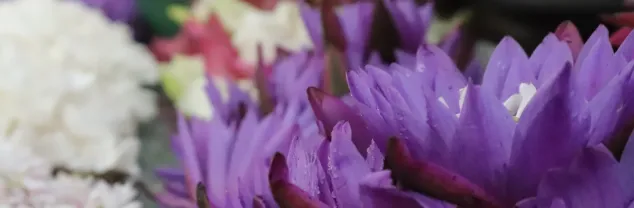 Rondreizen Sri Lanka