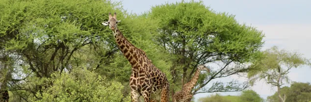 Visum Tanzania