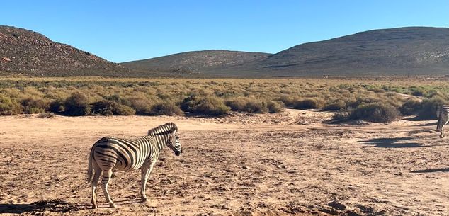 Informatie Zuid-Afrika