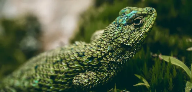 Paklijst Costa Rica