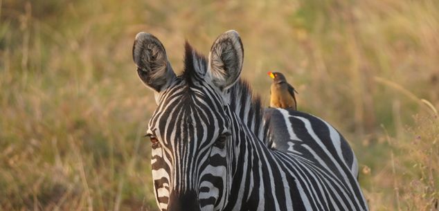 Algemene informatie Tanzania