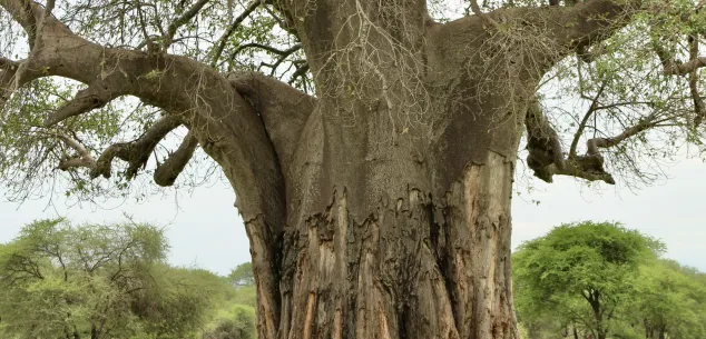 Hoe lang rondreizen in Tanzania?