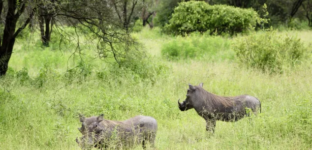 Is Tanzania de moeite waard?