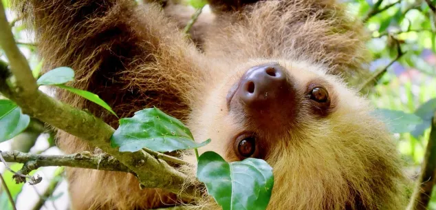Hoe is de situatie in Costa Rica?