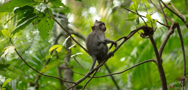 Reisvaccinaties Bali