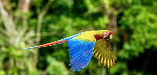 Familiereizen Costa Rica