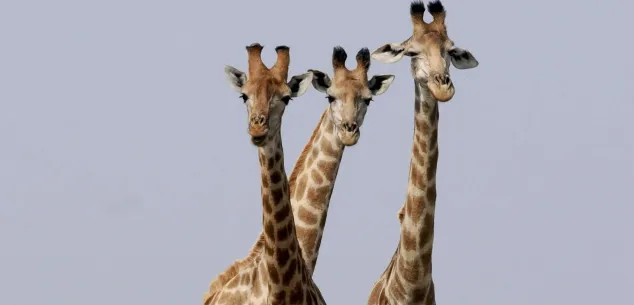 Hoe is de situatie in Zuid-Afrika?