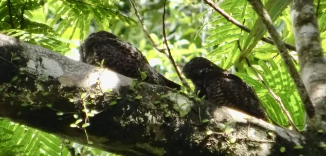 Temperatuur en klimaat Costa Rica