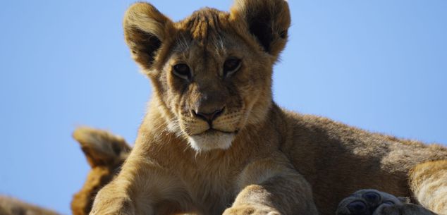 Informatie over rondreizen Tanzania