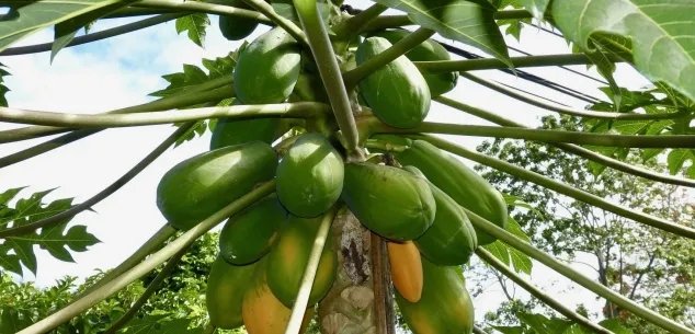 Kosten en prijzen Costa Rica