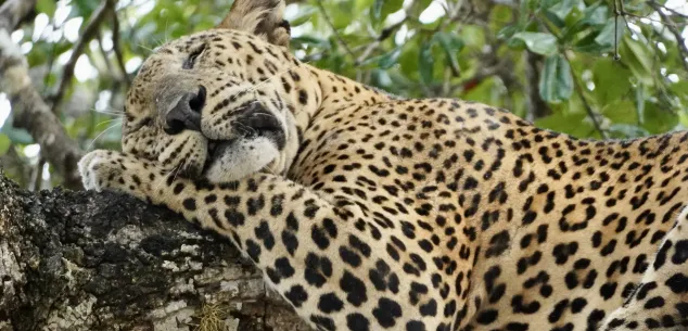 Is Sri Lanka de moeite waard?