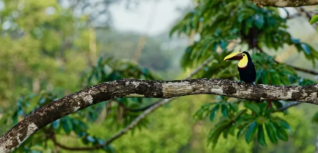 Zorg en verzekeringen Costa Rica