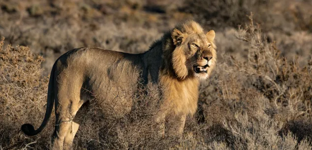 Lokale gebruiken Zuid-Afrika