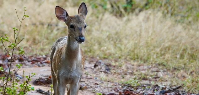 Welk deel van Sri Lanka is het mooist?