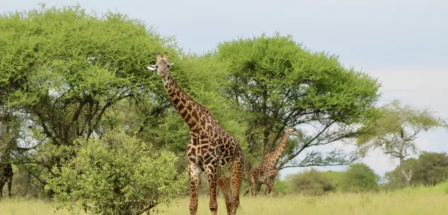 Visum Tanzania