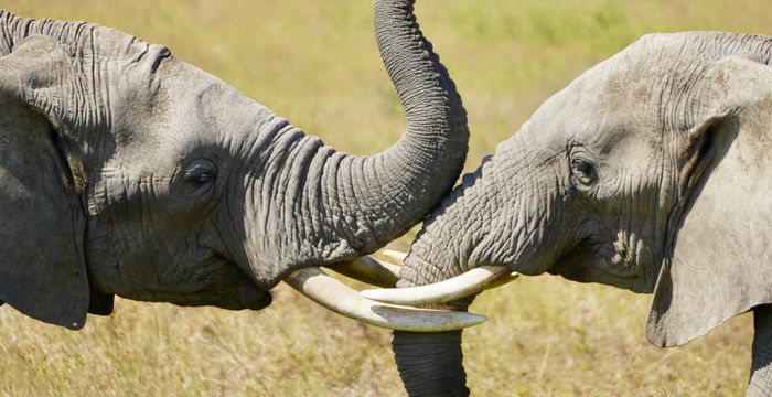 Tanzania en Zanzibar: safari en strand in 12 dagen