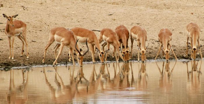 Zuid-Afrika met kinderen (6-12  jr): Kaapstad en de Garden Route