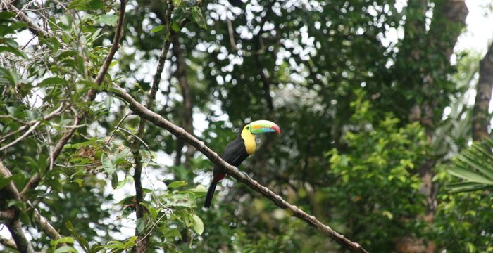 Costa Rica – jungle, vulkanen & Nicoya