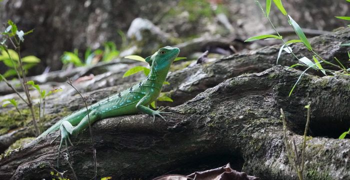Costa Rica - off the beaten path