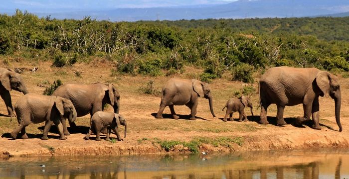 Kaapstad, safari en Victoria Falls - rondreis voor koppels