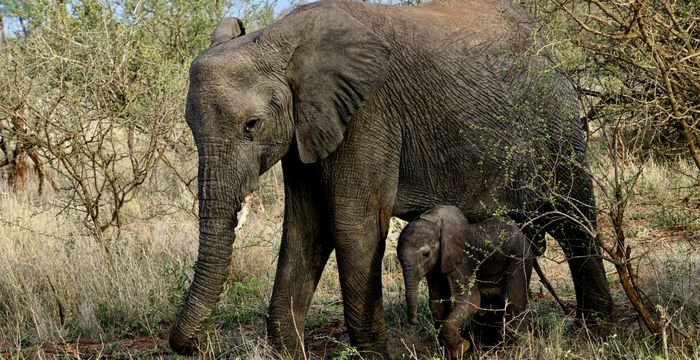Zuid-Afrika met tieners: Kaapstad, actie en safari