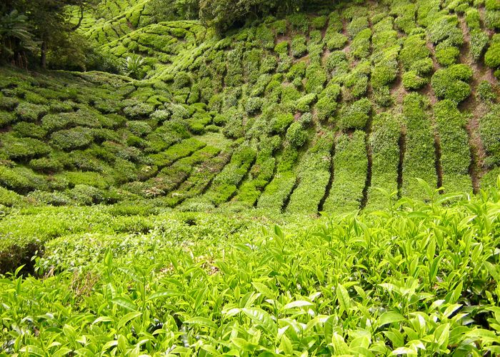 Mossy Forest Maleisie