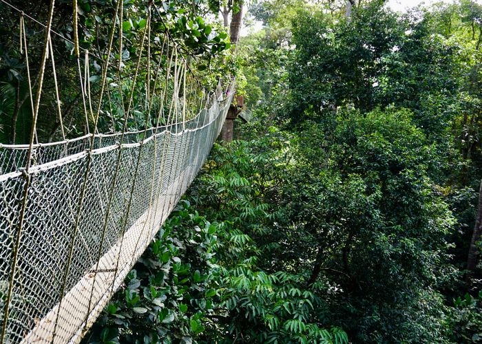 Canopy Walk Maleisie