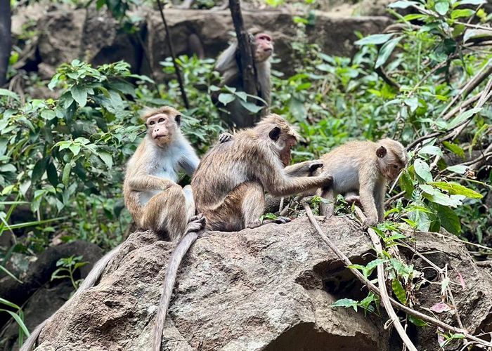 Sri lanka aapjes