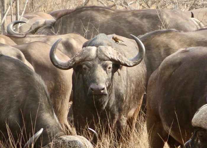 Safari Zuid-Afrika