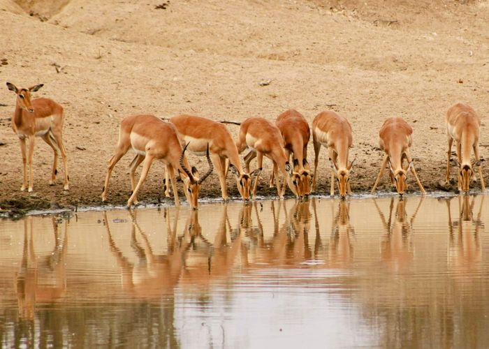 Zuid-Afrika safari