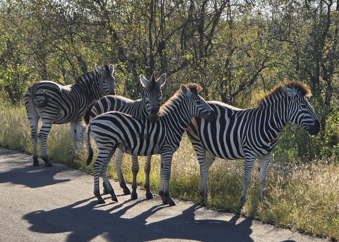 Zebra's Zuid-Afrika
