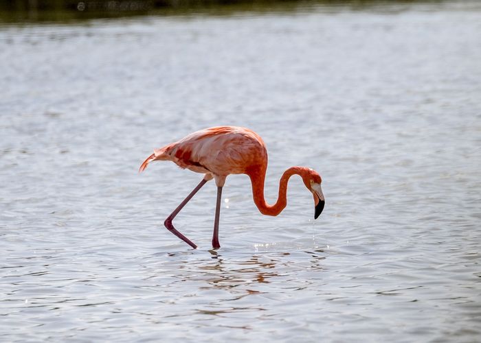 Cienaga de Zapata Cuba