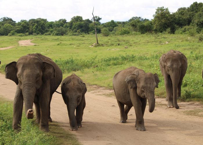 Yala National Park Sri Lanka