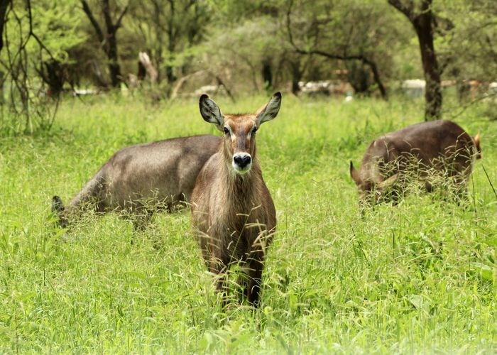 Tanzania waterbok